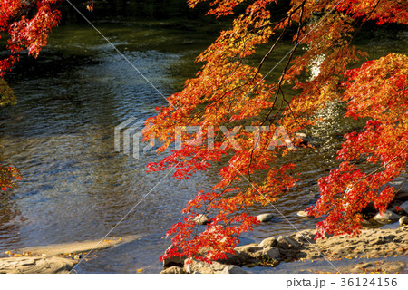 紅葉に彩られた香嵐渓の絶景 紅葉に彩られた香嵐渓の絶景 36124156