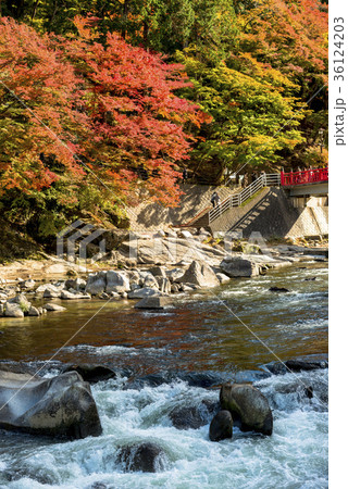紅葉に彩られた香嵐渓の絶景 紅葉に彩られた香嵐渓の絶景 36124203