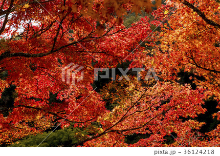 紅葉に彩られた香嵐渓の絶景 36124218