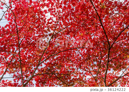紅葉に彩られた香嵐渓の絶景 36124222