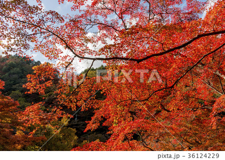 紅葉に彩られた香嵐渓の絶景 紅葉に彩られた香嵐渓の絶景 36124229
