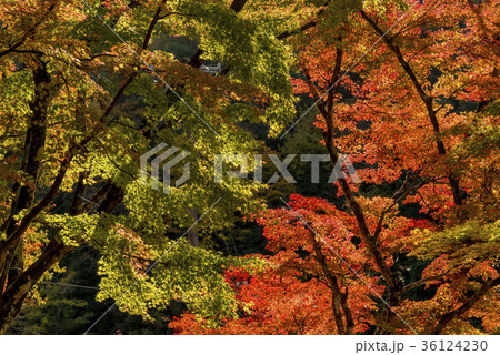 紅葉に彩られた香嵐渓の絶景 紅葉に彩られた香嵐渓の絶景 36124230
