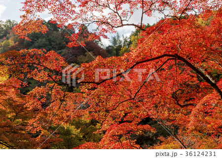 紅葉に彩られた香嵐渓の絶景 36124231