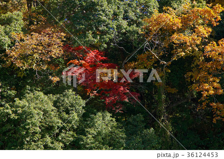 長瀞の紅葉 36124453