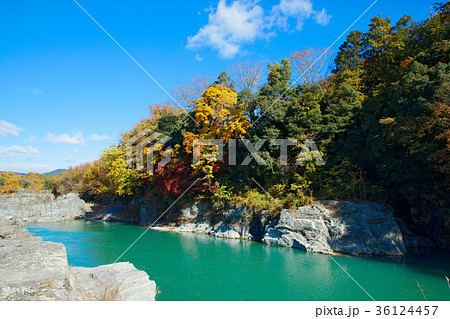 長瀞の紅葉 36124457