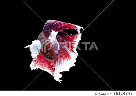 Betta fish, siamese fighting fish Betta fish, siamese fighting fish 36124845