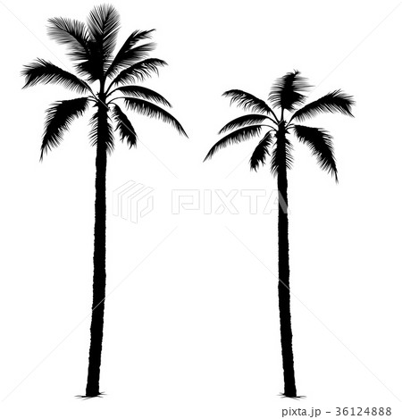 Palm Tree Silhouettes Palm Tree Silhouettes 36124888