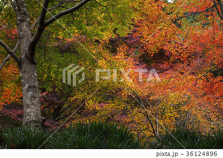 両子寺の紅葉 両子寺の紅葉 36124896