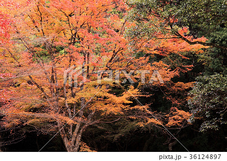 両子寺の紅葉 36124897