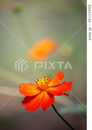 黄花コスモス 36125066