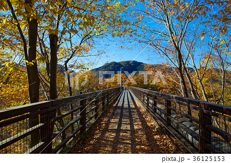 長瀞の紅葉 金石水管橋 長瀞の紅葉 金石水管橋 36125153