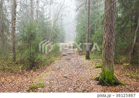 Forest at foggy day 36125867