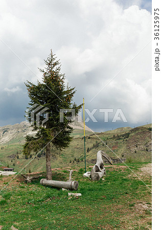tree on the background of the Dolomites tree on the background of the Dolomites 36125975