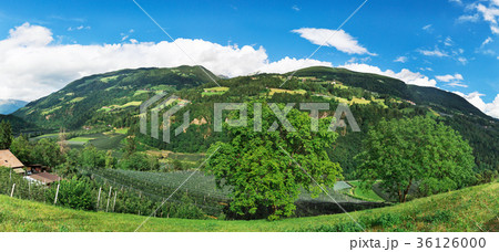 Panorama of the Italian Alps 36126000