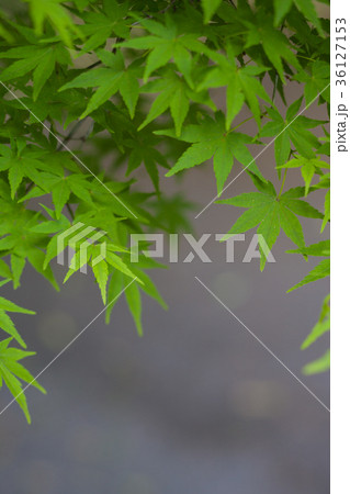 新緑のモミジ 36127153