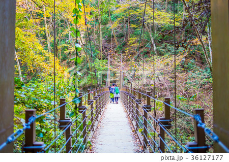 東京 高尾山 4号路の吊り橋 東京 高尾山 4号路の吊り橋 36127177