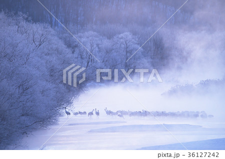 朝陽に染まるタンチョウのねぐら（北海道・鶴居） 36127242