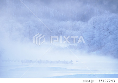 日の出前のタンチョウのねぐら（北海道） 36127243