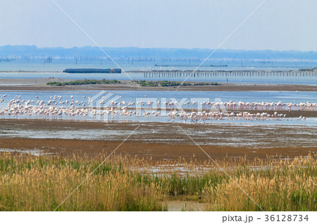 Flock of pink flamingos.Po river lagoon 36128734