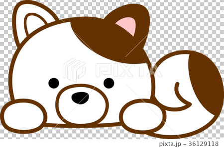 いぬ 白茶 いぬ 白茶 36129118