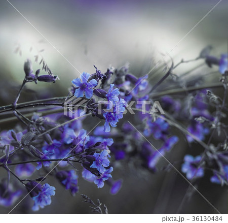 Floral blue-white beautiful background. Floral blue-white beautiful background. 36130484