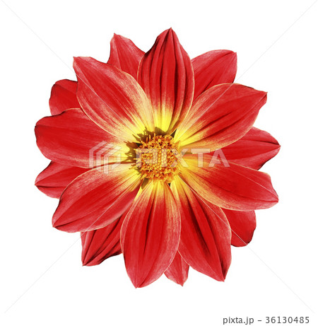 REd-yellow flower daisy white isolated background REd-yellow flower daisy white isolated background 36130485