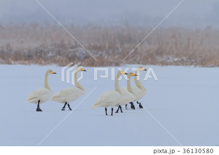 Whooper Swan (Cygnus cygnus) in winter Whooper Swan (Cygnus cygnus) in winter 36130580