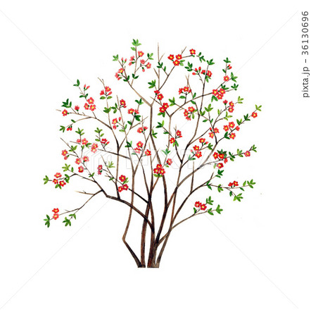 木瓜 ボケの花 精密植物画のイラスト素材