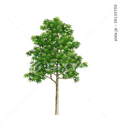 ヒメユズリハのスケッチ　ヒメユズリハの精密植物画　姫譲葉 36130700