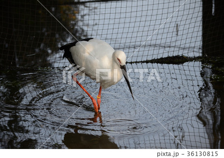 ニホンコウノトリ・日本鸛 ニホンコウノトリ・日本鸛 36130815