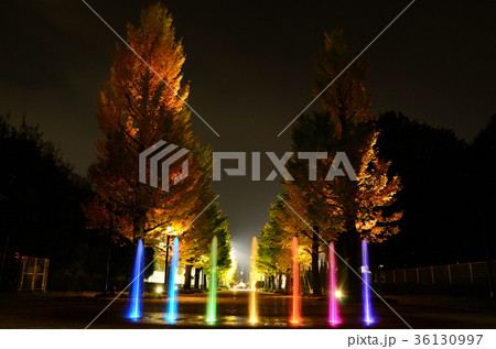 ライトアップされたイチョウ・銀杏並木。そして噴水 36130997