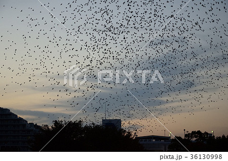 夕刻に街路樹に舞い集まるムクドリ 椋鳥の大群の写真素材