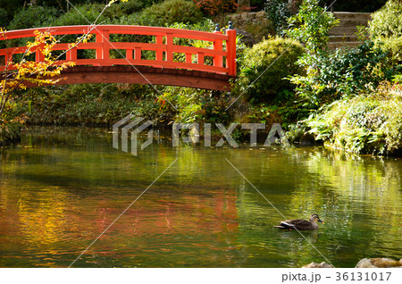 秋の打吹公園・倉吉市 秋の打吹公園・倉吉市 36131017