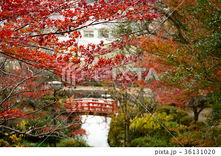 秋の打吹公園・倉吉市 36131020