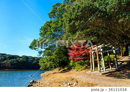 雲仙　諏訪の池の紅葉　諏訪神社 36131038