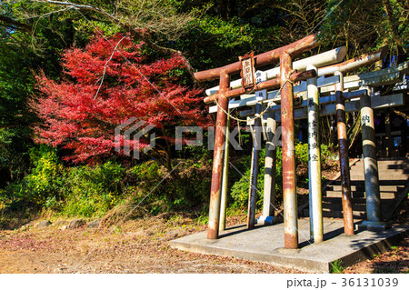 雲仙　諏訪の池の紅葉　諏訪神社 36131039