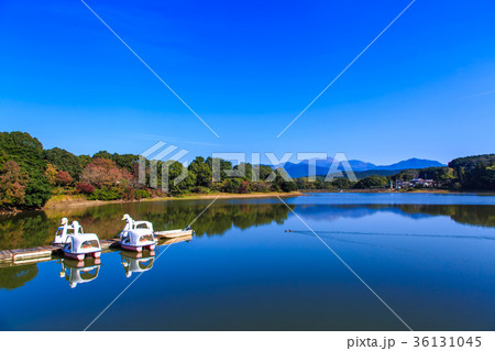 雲仙 諏訪の池の紅葉とスワンボートの写真素材