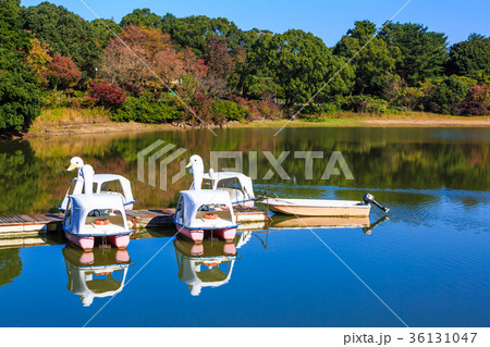 雲仙 諏訪の池の紅葉とスワンボートの写真素材