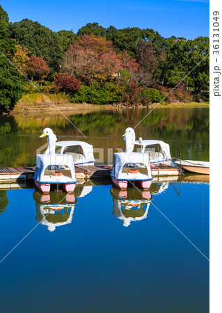 雲仙 諏訪の池の紅葉とスワンボートの写真素材