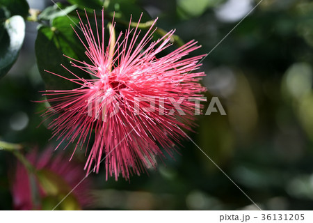 カリアンドラ・エマルギナタ カリアンドラ・エマルギナタ 36131205