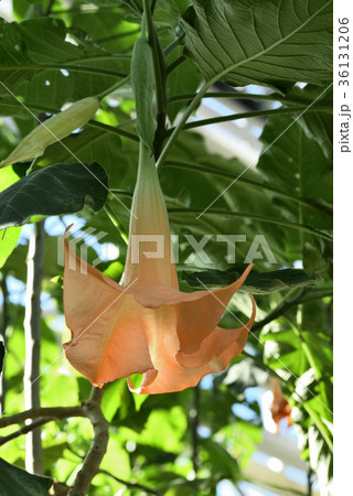 ブルグマンシア・ウェルシコロル ブルグマンシア・ウェルシコロル 36131206