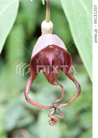 アリストロキア・トリカウダタ アリストロキア・トリカウダタ 36131207