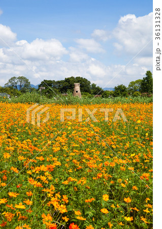 瞻星台 花畑 コスモス 36131328