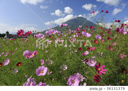 秋桜と羊蹄山とサイロ 秋桜と羊蹄山とサイロ 36131379