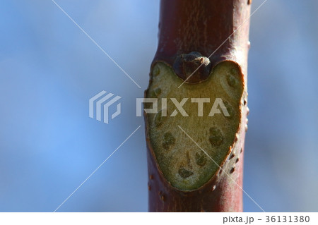 自然 植物 ニワウルシ、十月終わりの冬芽と葉痕。早々と葉を落とした痕にわずかに緑色が残る 自然 植物 ニワウルシ、十月終わりの冬芽と葉痕。早々と葉を落とした痕にわずかに緑色が残る 36131380