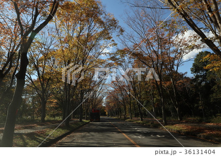 筑波大学　紅葉 36131404