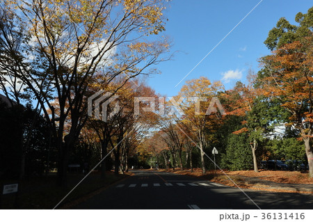 筑波大学　紅葉 36131416