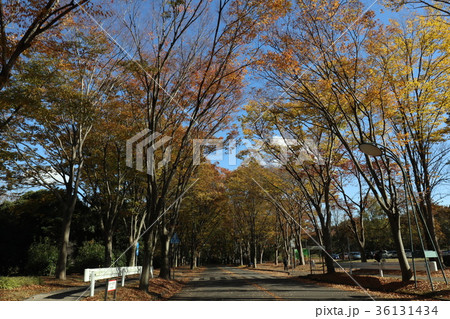筑波大学　紅葉 36131434