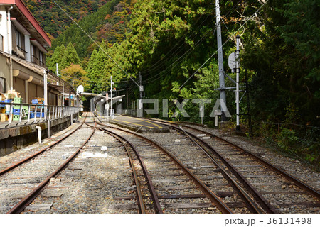 トロッコ列車 トロッコ列車 36131498