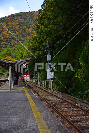 トロッコ列車 36131499